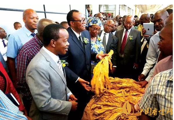 津巴布韋煙葉為什么好，黃金煙葉成為國(guó)寶