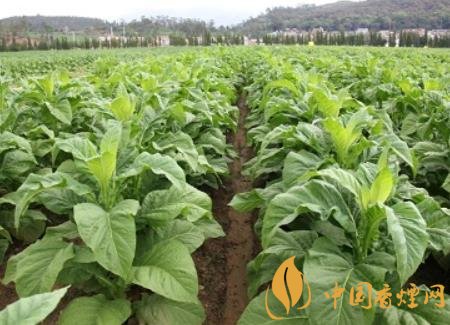 湖南瀏陽煙草局依托G80烤煙特色品種為煙農(nóng)創(chuàng)收9375萬元！