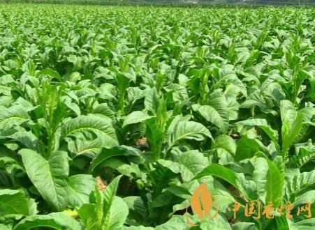 煙草可以一年兩作 煙草種植的關鍵因素介紹！