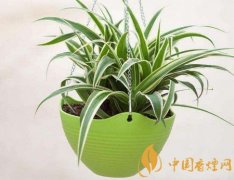 吸煙味最好的植物 室內放什么植物可以吸收煙味